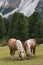 Pair of chestnut horses grazing