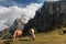 Pair of chestnut horses grazing on meadow in Dolomites