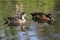 Pair of chestnut teal