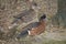 Pair of Chestnut Teal, Anas castanea