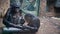 A pair of chimpanzees sits in an enclosure behind a zoo\'s glass fence. Video 4k