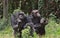 A pair of chimpanzees sitting and looking thoughtful in the wild, Kenya