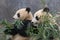 Pair of Chinese Giant Pandas
