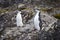 A pair of Chinstrap penguins