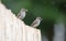Pair of Chipping Sparrow parents sitting on fence with insects in mouth