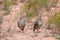 A pair of Chukar Partridges