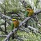 Pair of Cinnamon-chested Bee-eaters