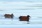 Pair of Cinnamon teal ducks swimming in water