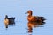 Pair of Cinnamon Teal Spatula cyanoptera ducks swimming in a pond at Merced National Wildlife Refuge