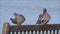 Pair of coastal wood pigeons on bench
