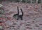 Pair of coati in National park Corcovado