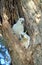 Pair of Cockatoos nesting in a tree hollow