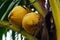 A pair of coconut at tree