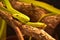 Pair of Coiled Green Mamba Snakes in a Tree