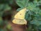 Pair of Colias erate, the eastern pale clouded yellow butterfly