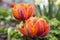 Pair of color barked beautiful spring orange, red and yellow double flower tulips in bloom in sunlight