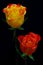 Pair of colorful caribbean roses on dark background