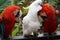 Pair of colorful Macaws interacting.