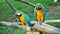 Pair of colorful Macaws parrots in zoo