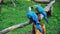 Pair of colorful Macaws parrots in zoo