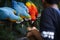 A pair of colorful parrots eating seeds from the hand of a person