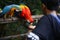 A pair of colorful parrots eating seeds from the hand of a person