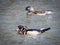 Pair of colorful wood ducks calmly floating in the Roanoke River on the Salem greenway Virginia