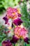 A pair of colourful bearded iris flowers with shades of pink, violet and yellow