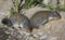 A Pair of Columbia Ground Squirrels Foraging for Food