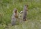 Pair of Columbian Ground Squirrels - Banff National Park, Canada