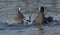 Pair of common coot bird, natural, nature