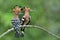 Pair of Common or Eurasian Hoopoe Upupa epops beautiful brown crested head birds perching on wooden branch in breeding