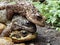 Pair of common frogs, Rana temporaria, with male common toad, Bufo bufo. Spring, Scotland