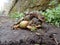 Pair of common frogs, Rana temporaria, with male common toad, Bufo bufo. Spring, Scotland