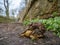 Pair of common frogs, Rana temporaria, with male common toad, Bufo bufo. Spring, Scotland