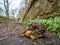 Pair of common frogs, Rana temporaria, with male common toad, Bufo bufo. Spring, Scotland