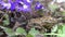 Pair common frogs Rana temporaria near violet flowers