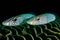 A pair common ghost goby, abstract background, animals, marine life