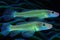 A pair common ghost goby, abstract background, animals, marine life