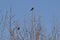 Pair of Common Grackles (Quiscalus quiscula) perched in tree along hiking trail at Tiny Marsh