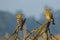 Pair of  Common Hoopoes Perching on Branches