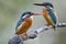Pair of Common kingfisher, beautiful little blue bird with sharp breaks and turqouise color together perching on branch in lovely