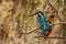 Pair of common kingfisher in breeding season digging a den in riverbank