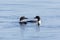 A pair of common loons Gavia immer performing a mating or pair bonding ritual dance on Upper Chateaugay Lake, New York, USA