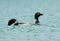 A pair of Common Loons in Maine