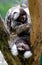 Pair of Common Marmosets Callithrix jacchus