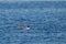 Pair of Common Mergansers Mergus merganser swimming together on a blue lake in April