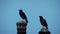 Pair of Common Myna bird sitting on poles during sun set evening dusk and fly away footage video