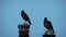 Pair of Common Myna bird sitting on poles during sun set evening dusk footage video