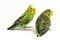 A pair of common parakeets budgerigar, Melopsittacus undulatus, budgie